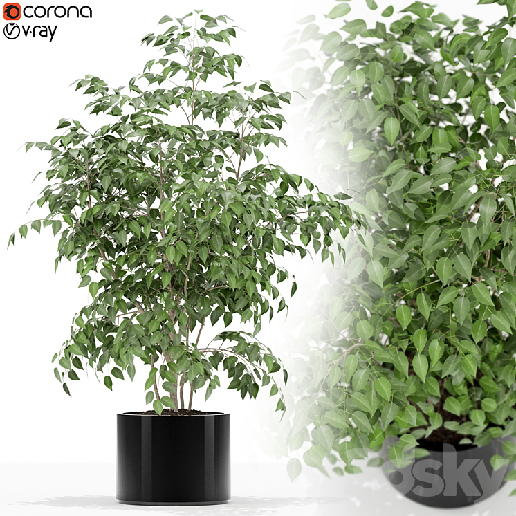 PLANTS COLLECTION 153 