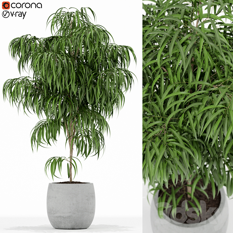 PLANTS COLLECTION 154 