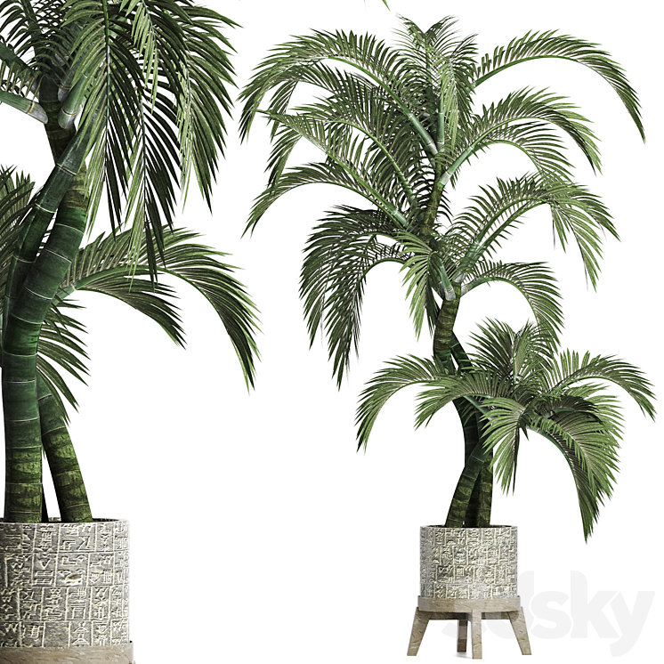 PLANTS COLLECTION 162 EGYPTIAN PALM 