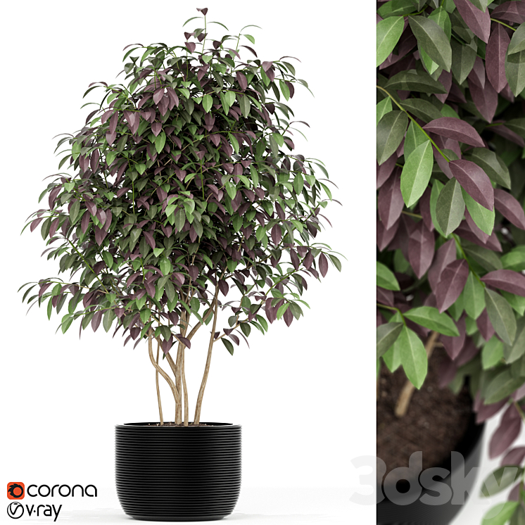 PLANTS COLLECTION 162 