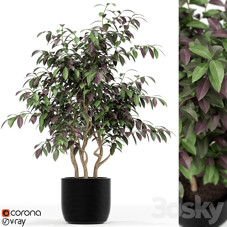 PLANTS COLLECTION 163 