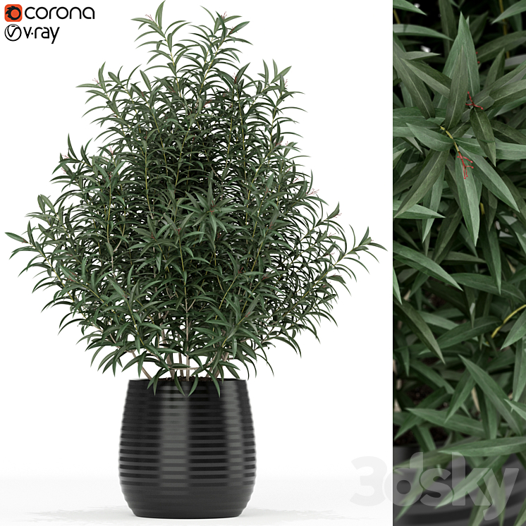 PLANTS COLLECTION 167 