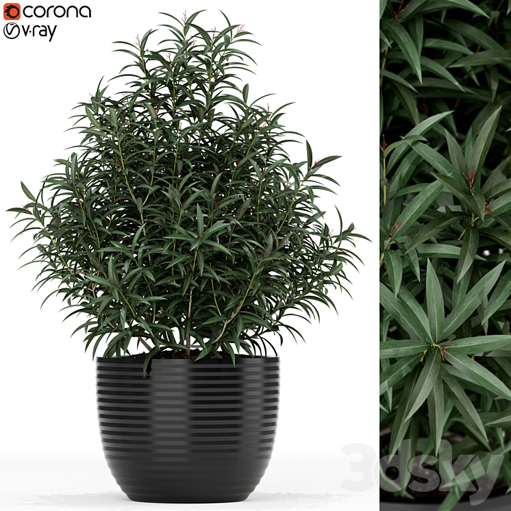 PLANTS COLLECTION 168 