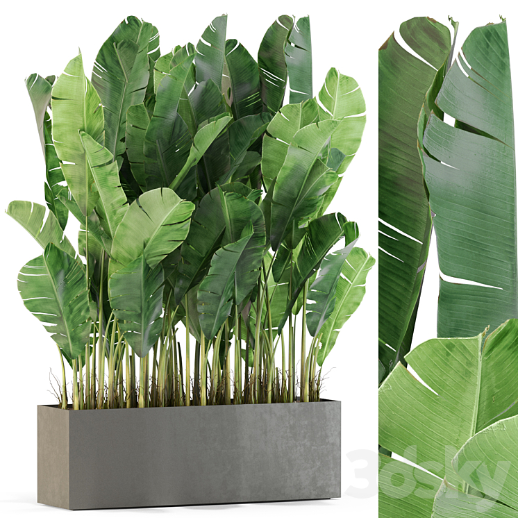PLANTS COLLECTION 444 