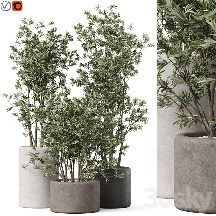 PLANTS COLLECTION 893 