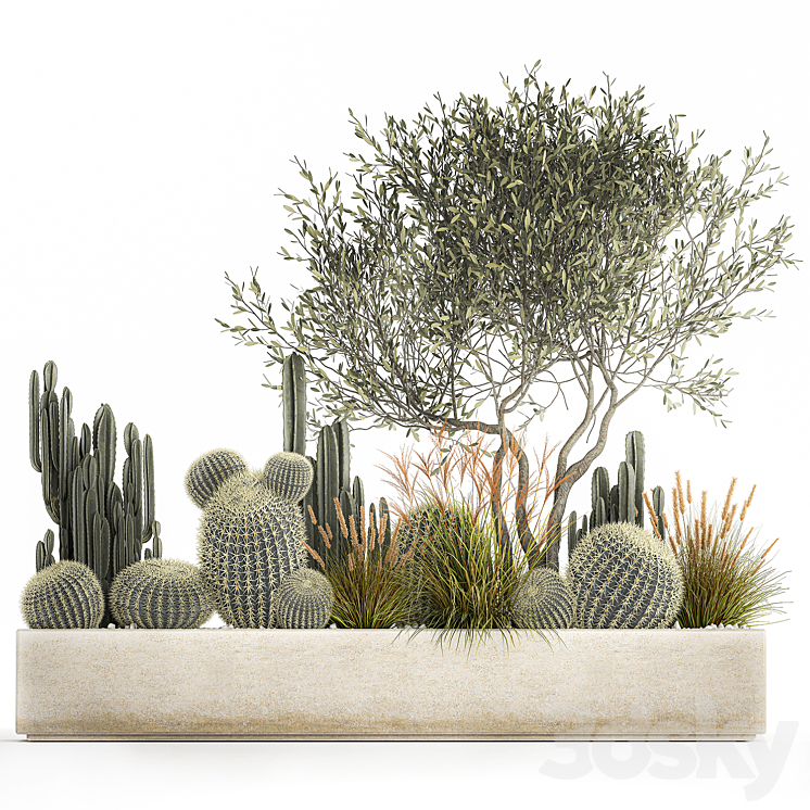 PLANTS FROM CACTI REEDS WOOD OLIVE OLIVE CEREUS 1105 