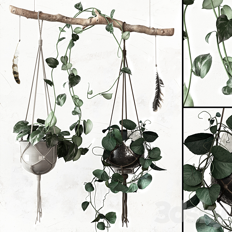 PLANTSET 