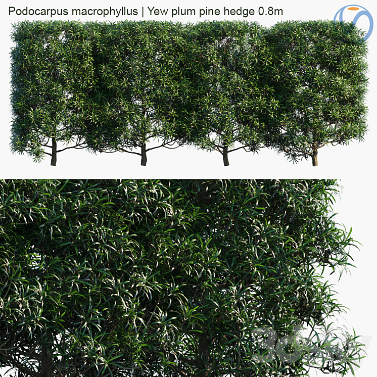 PODOCARPUS MACROPHYLLUS YEW PLUM PINE HEDGE 08M 