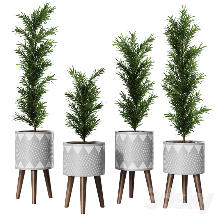 PODOCARPUS VASE PLANT 