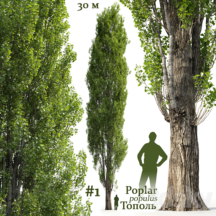 POPLAR POPULUS #1 