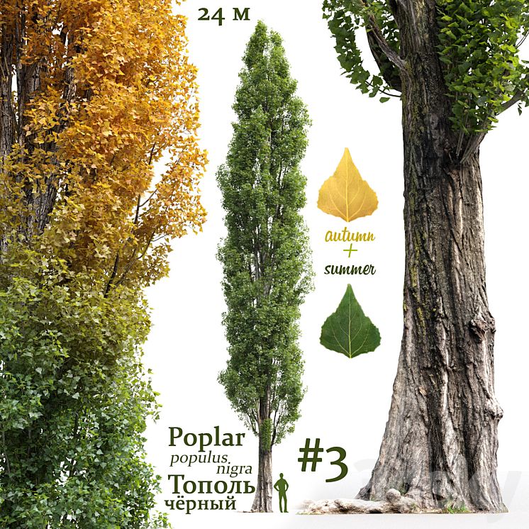 POPLAR POPULUS NIGRA #3 