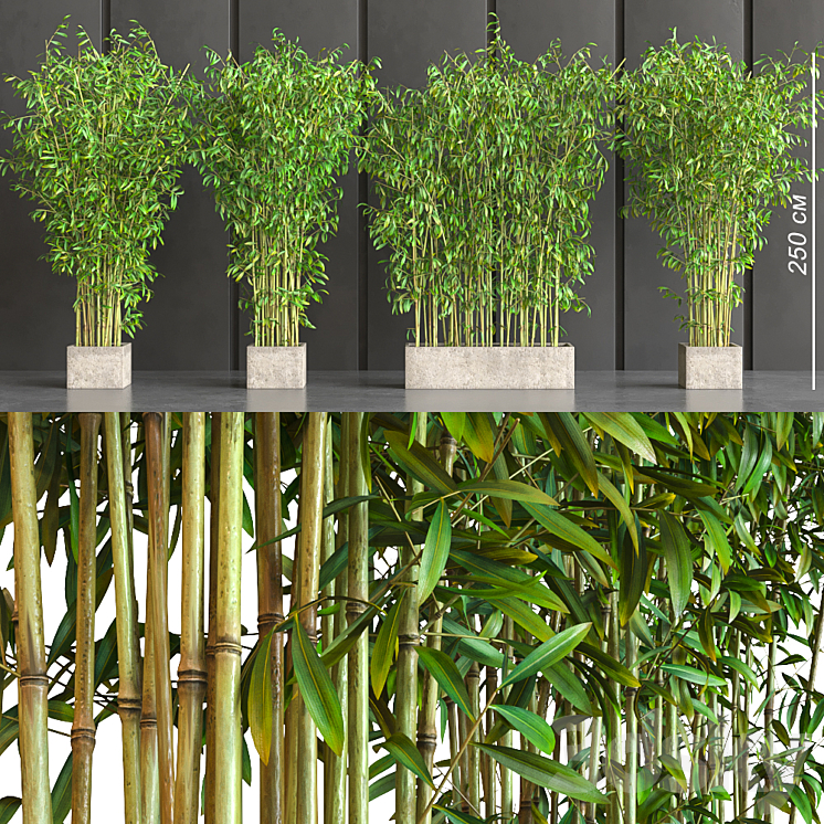 POTTED BAMBOO 