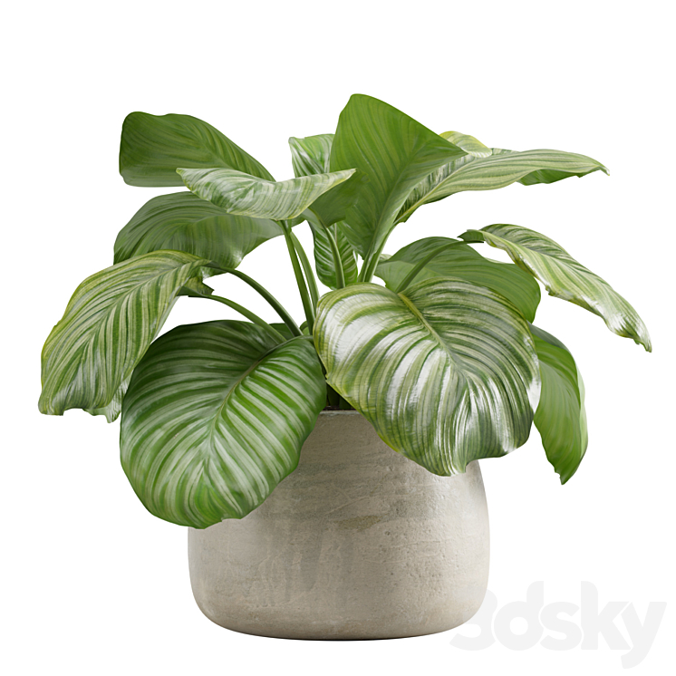 POTTED CALATHEA ORBIFOLIA 