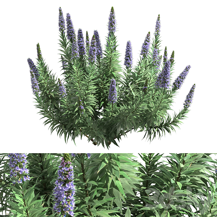 PRIDE OF MADEIRA ECHIUM CANDICANS 