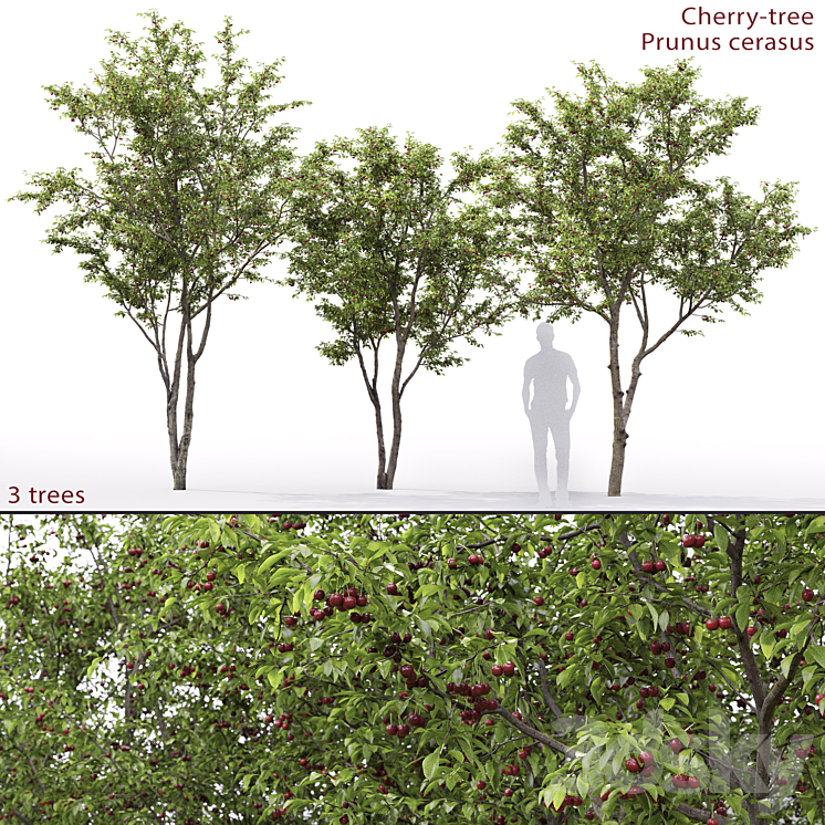 PRUNUS CERASUS CHERRY TREE # 1 