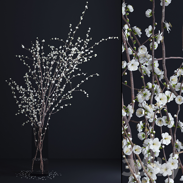 PRUNUS WHITE BLOSSOM 