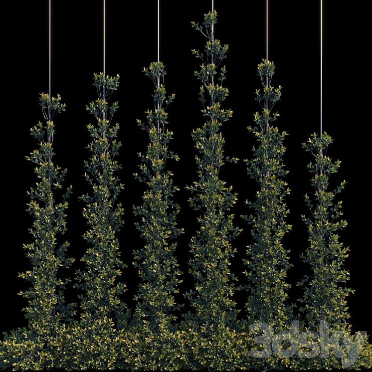 PYRACANTHA FIRETHORN VERTICAL CORDON 