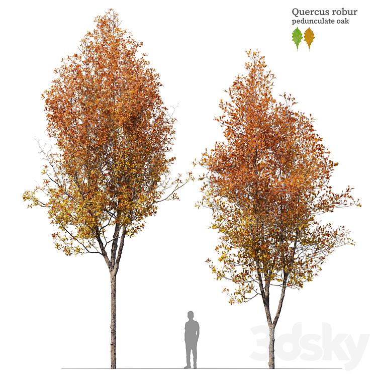 QUERCUS ROBUR 