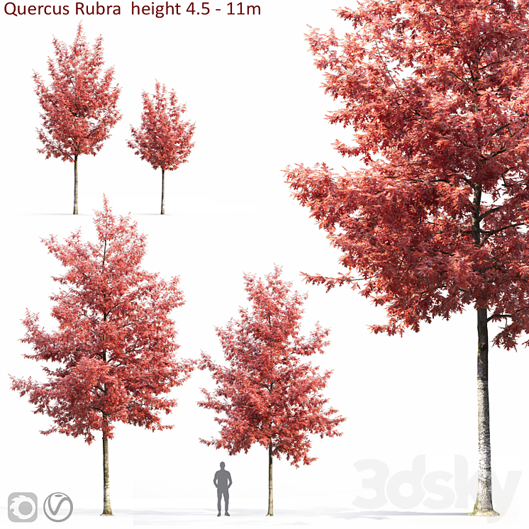 QUERCUS RUBRA 