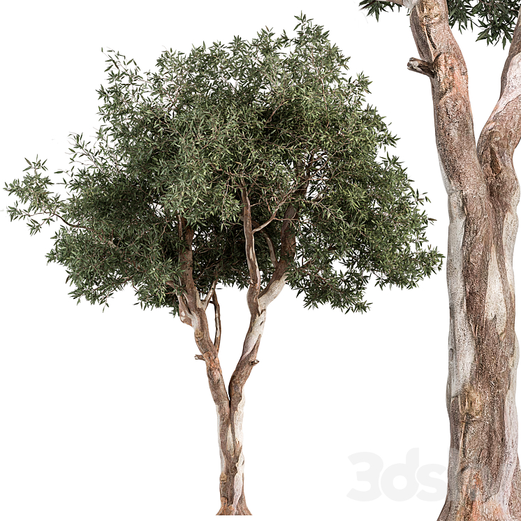 REDGUM TREE TREE SET 175 