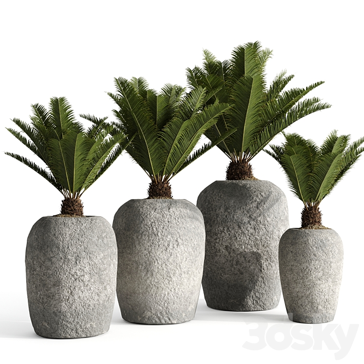 RESTORATION HARDWARE CANTERA PLANTERS WITH SAGO PALM 