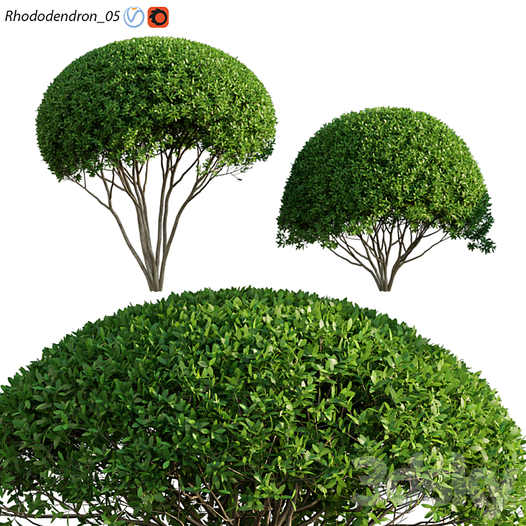 RHODODENDRON 05 