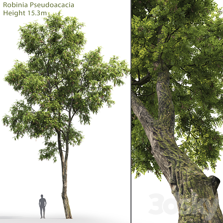 ROBINIA PSEUDOACACIA 
