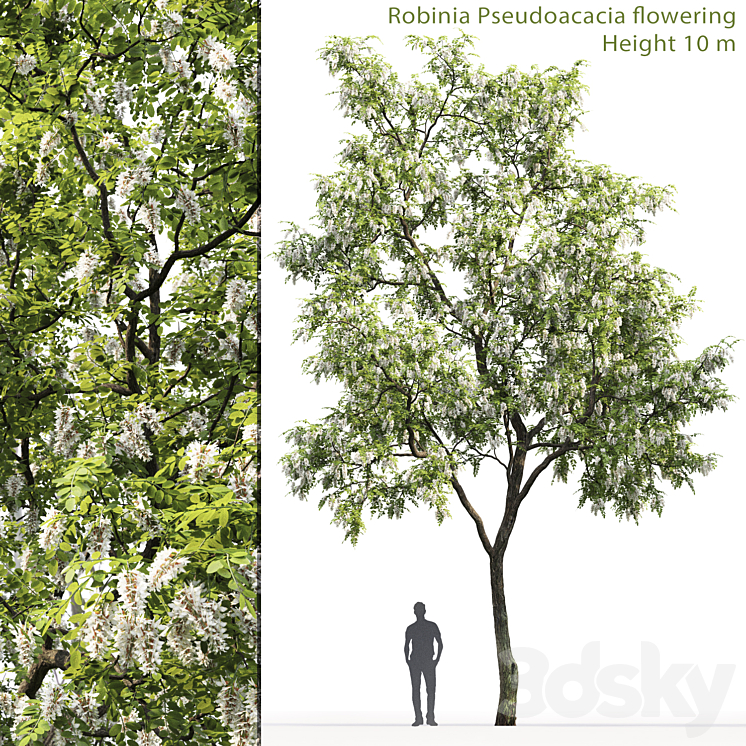 ROBINIA 