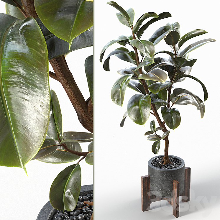 RUBBER TREE 004 