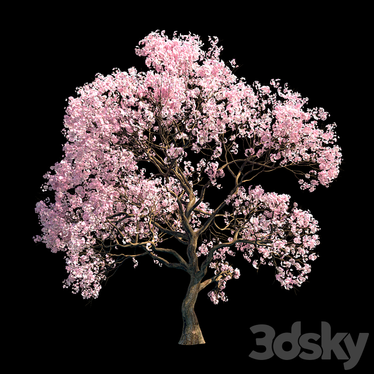 SAKURA 9 