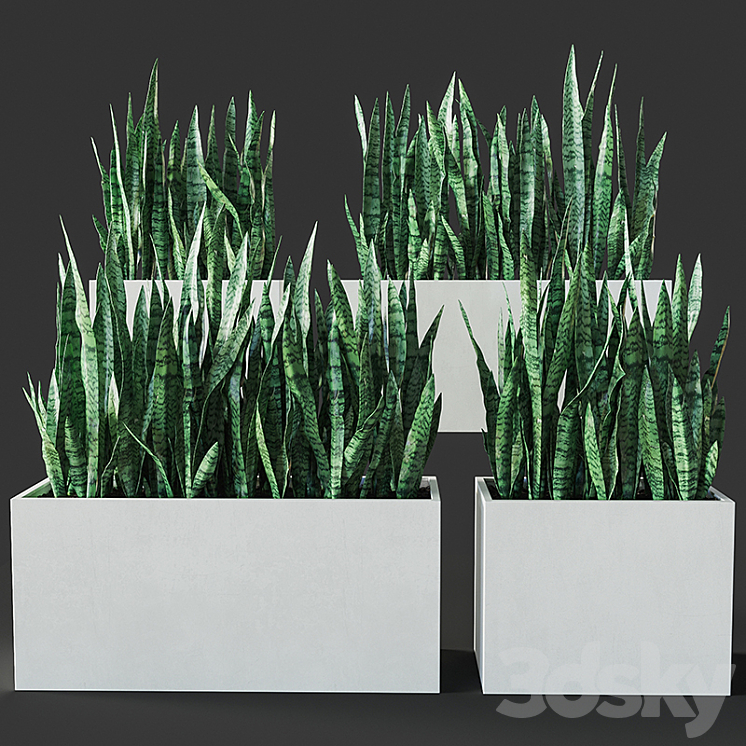 SANSEVIERIA 3 