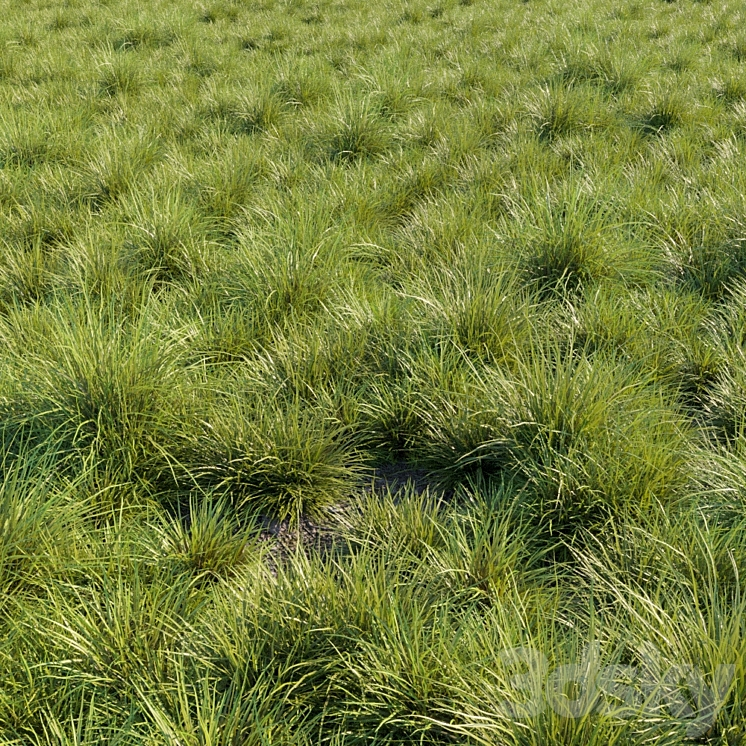 SAW SEDGES GRASS 