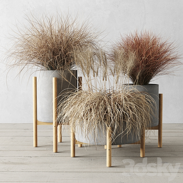 SEDGE IN CONCRETE POTS 