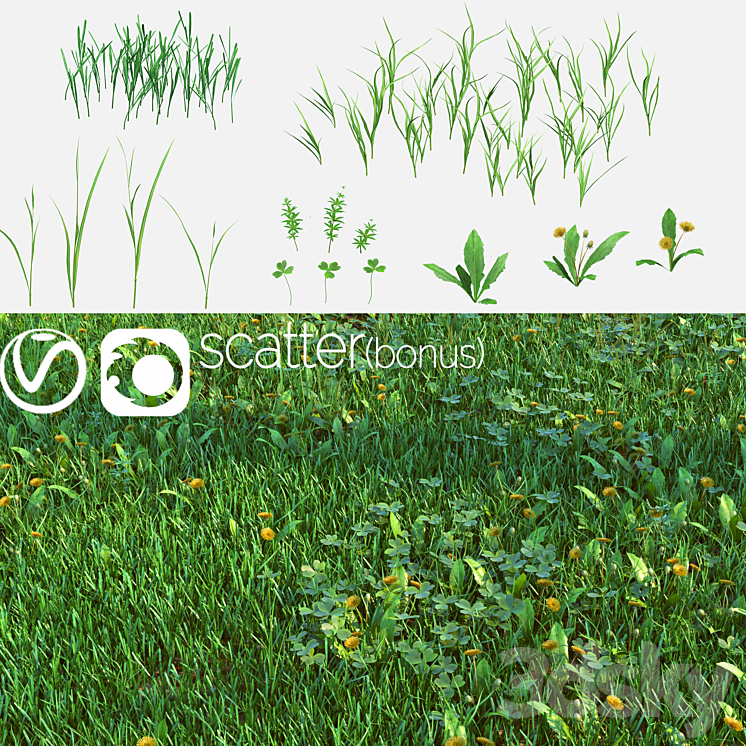 SET FOR THE CREATION OF FIELD GRASS AND LAWNS 