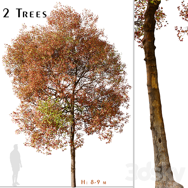SET_OF_AMERICAN_SWEET_GUM_TREE_LIQUIDAMBAR_STYRACIFLUA_2_TREES 