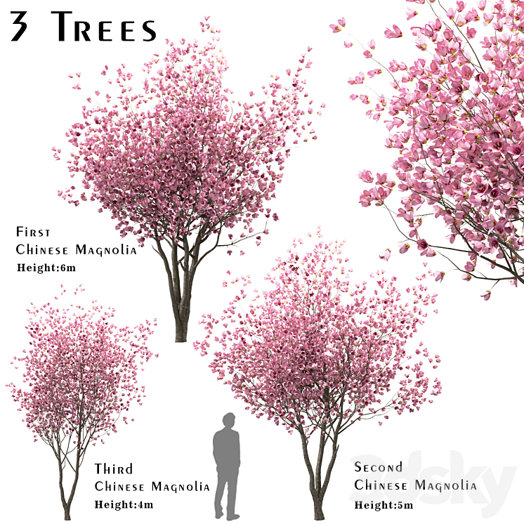 SET OF CHINESE MAGNOLIA TREES SAUCER MAGNOLIA (3 TREES) 