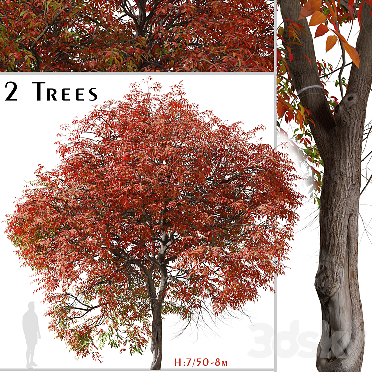 SET OF CHINESE PISTACHE TREE PISTACIA CHINENSIS (2 TREES) 