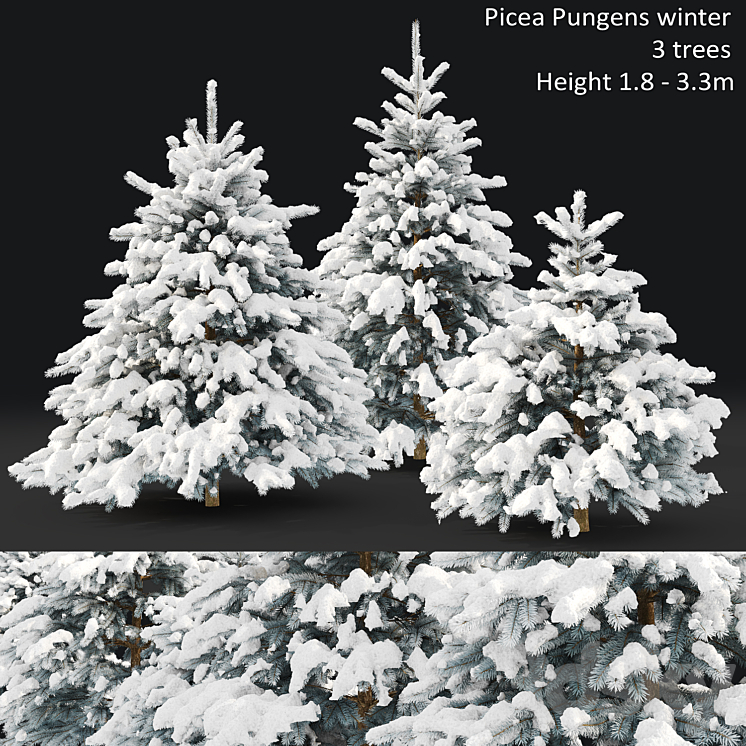 SPRUCE WINTER 