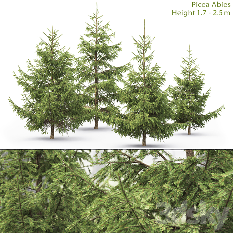 SPRUCE 