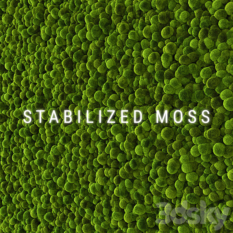 STABILIZED MOSS 2 