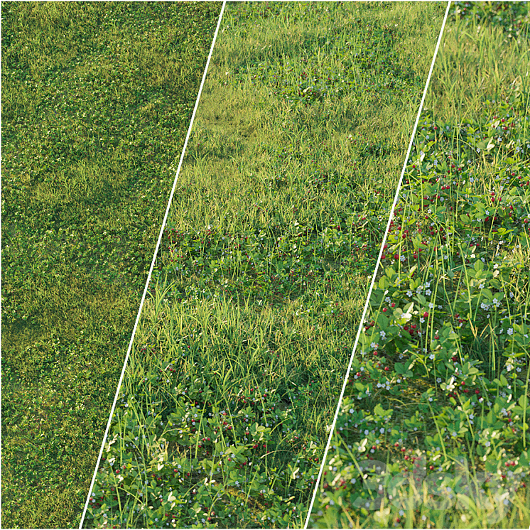 STRAWBERRY CLEARING 
