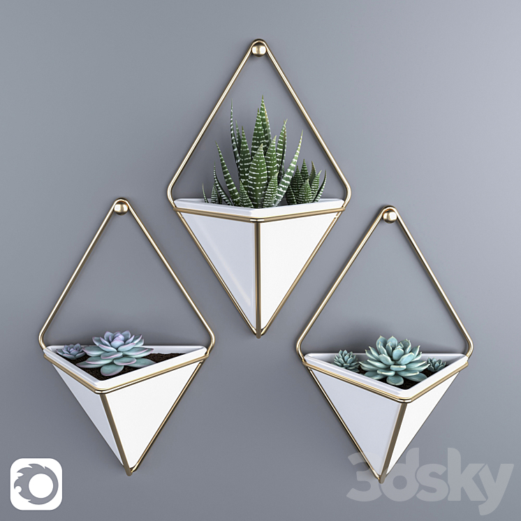 SUCCULENTS IN HANGING POTS UMBRA TRIGG 