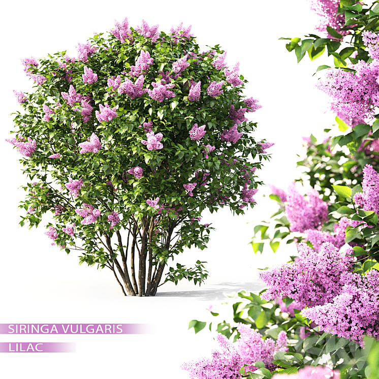 SYRINGA 