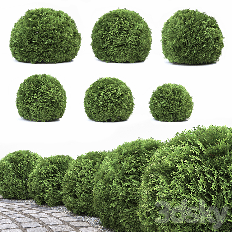 THUJA DANICA 