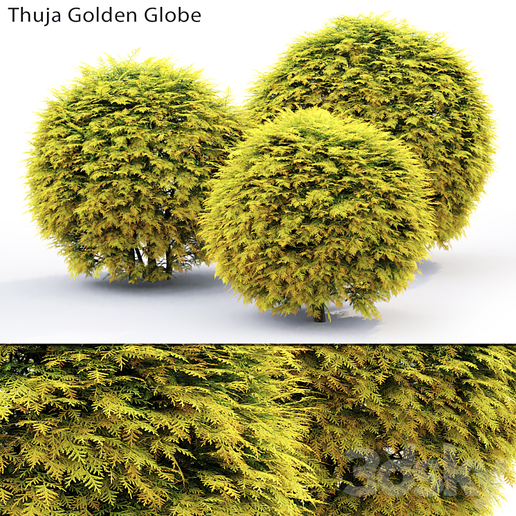 THUJA GOLDEN GLOBE 