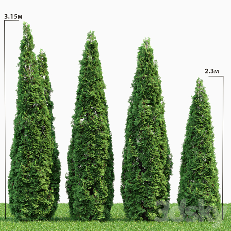 THUJA 