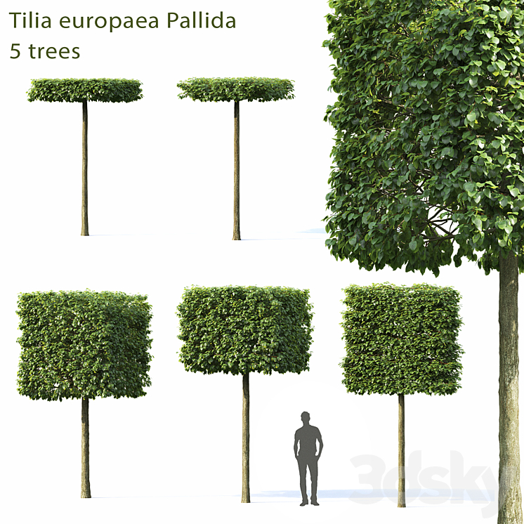 TILIA EUROPEA 