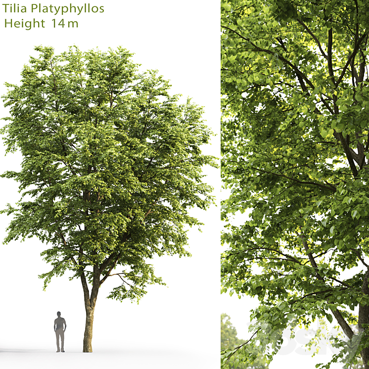 TILIA PLATYPHYLLOS 