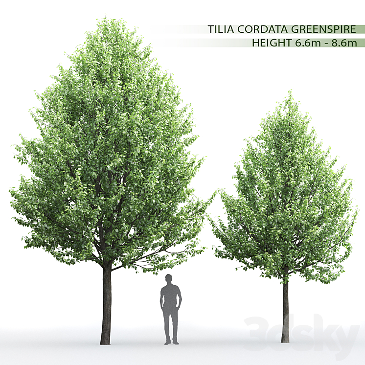 TILIA 