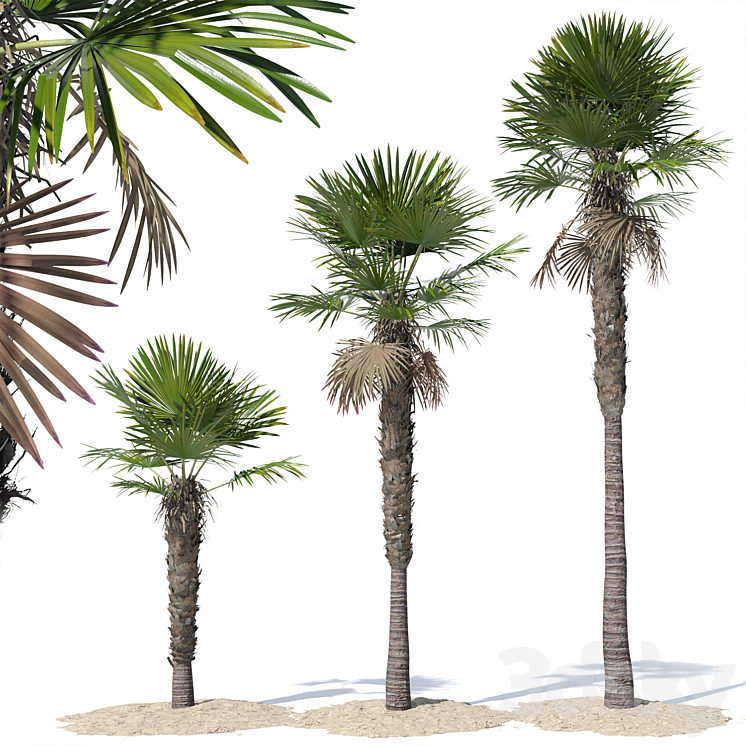 TRACHYCARPUS FORTUNEI PALM TREE 